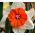 Narcis - Professor Einstein - pakket van 5 stuks - Narcissus