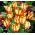 Tulipa Flaming Parrot - Tulip Flaming Parrot - 5 bulbs