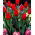 Tulipán Hollandia - csomag 5 darab - Tulipa Hollandia