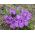  Krokus Remembrance - pakket van 10 stuks - Crocus Remembrance