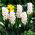 Jacinthe d'Orient - Lady Derby - paquet de 3 pièces -  Hyacinthus orientalis