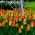 Tulipa Banja Luka - Tulip Banja Luka - 5 bulbs