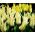 튤립 삿포로 - 튤립 삿포로 - 5 구근 - Tulipa Saporro