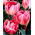 Tulipa Upstar - Tulip Upstar - 5 bulbs