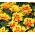 Tulipan Monsella - pakke med 5 stk - Tulipa Monsella