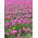 Tulipa Pink Diamond - Tulip Pink Diamond - 5 lampu