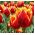 Tulipan Lambada - pakke med 5 stk - Tulipa Lambada