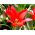 Tulipa Red Riding Hood - Tulip Red Riding Hood - 5 bulbs