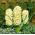 Hyacint - City of Haarlem - pakket van 3 stuks -  Hyacinthus orientalis