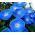 Purpur Pragtsnerle - Ipomoea purpurea - Blændende lilla ranker til pergolaer - Friske frø