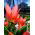 Tulipa Toronto - Tulip Toronto - 5 bulbs