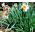 Narcis - Professor Einstein - pakket van 5 stuks - Narcissus
