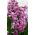 Hyacinthus orientalis - Amethyst - pacchetto di 3 pezzi -  Hyacinthus orientalis