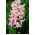 Lady Derby hyacinth – 3 pcs.