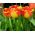 Tulipa Banja Luka - Tulip Banja Luka - 5 bulbs