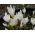 Crocus Ochroleucus - 10 bulbs