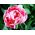 Tulipa Upstar - Tulip Upstar - 5 bulbs