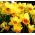 Narcissus Jetfire - Daffodil Jetfire - 5 bulbs