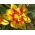 Tulipan Monsella - pakke med 5 stk - Tulipa Monsella