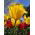Tulipa Hamilton - Tulip Hamilton - 5 bulbs