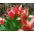 Tulipa Fashion - Tulip Fashion - 5 bulbs