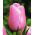 Tulipa Pink Diamond - Tulip Pink Diamond - 5 lampu