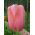 Tulpansläktet Menton - paket med 5 stycken - Tulipa Menton