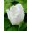 Tulipa Swan Wings - Tulip Swan Wings - 5 bulbs