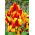 Tulipa Colour Spectacle - Tulpe Colour Spectacle - 5 Zwiebeln