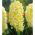 Hyacint - City of Haarlem - pakket van 3 stuks -  Hyacinthus orientalis