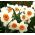Narcis - Professor Einstein - pakket van 5 stuks - Narcissus