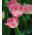 Tulipa Fancy Frills - Tulip Fancy Frills - 5 soğan