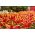 Tulipa Aladdin - Tulip Aladdin - 5 bulbs