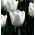 Tulipano White Dream - pacchetto di 5 pezzi - Tulipa White Dream