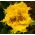 Tulipa Hamilton - Tulip Hamilton - 5 bulbs