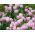 Tulipa Pink Diamond - Tulip Pink Diamond - 5 lampu