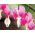 Nagy szívvirág - 13 magok - Lamprocapnos spectabilis