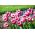 Tulipa Claudia - Tulip Claudia - 5 bulbs