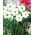 Narcissus Actaea - Daffodil Actaea - 5 bulbs