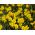 Narcissus Dutch Master - Daffodil Dutch Master - 5 bulbs