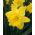 Narcissus Dutch Master - Daffodil Dutch Master - 5 bulbs