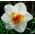 Narcissus Flower Drift - Daffodil Flower Drift - 5 bulbs