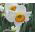 Narcissus - Flower Record - pacchetto di 5 pezzi