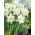 Narcis - Mount Hood - pakket van 5 stuks - Narcissus