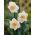 Narcissläktet - Salome - paket med 5 stycken - Narcissus