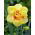 Narcissus Tahiti - Narzisse Tahiti - 5 Zwiebeln