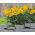Narcissus Unsurpassable - Daffodil Unsurpassable - 5 bulbs