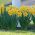 Narcissus Unsurpassable - Daffodil Unsurpassable - 5 bulbs