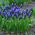 Gyöngyike latifolium - csomag 10 darab - Muscari latifolium