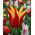Tulipa Aladdin - Tulip Aladdin - 5 bulbs